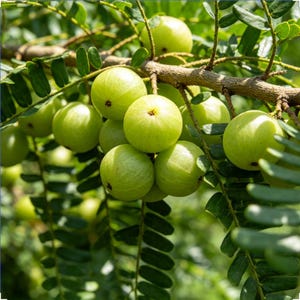 May include: A cluster of round, light green amla fruits hanging from a woody tree branch. The smooth, spherical fruits are densely packed among small, oval-shaped green leaves that extend from the thin, textured brown stems of the tree.
