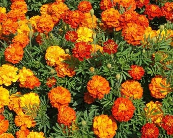 Sparky Mix Marigold Seeds, Orange Flowers, Marigold Seeds, Orange Marigolds, Gold Marigolds, Red Marigolds, Yellow Marigolds, Non-GMO