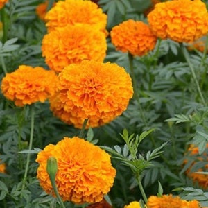 May include: A close-up of a cluster of bright orange marigold flowers in full bloom. The flowers are arranged in a circular pattern, with the petals overlapping each other. The flowers are surrounded by green leaves.