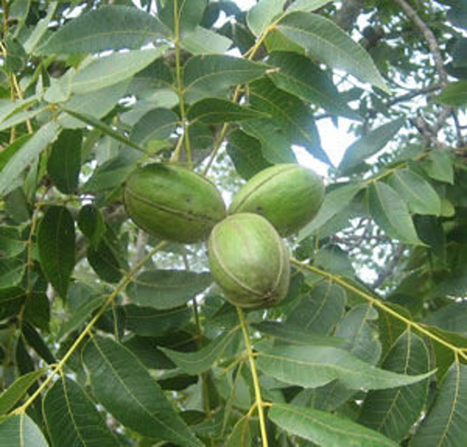 Pecan Tree Sapling, Pecan Tree, Pecan Plant, Tree Sapling, Live Plant