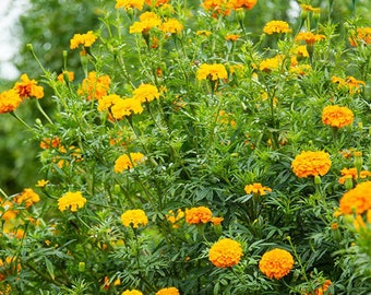 Crackerjack Marigold Seeds-Crackerjack Mix,  Marigold Seeds, Yellow Marigolds, Orange Marigolds, Heat & Drought Tolerant, Annual Flower