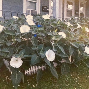 25-100 Moonflower Seeds- White Flowers, Night Bloom, Trellis Climbing Flower, Summer Bloom, Perennial, Non-GMO, Drought Tolerant,