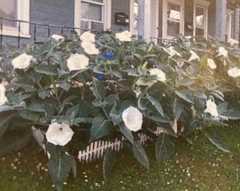 25-100 Moonflower Seeds- White Flowers, Night Bloom, Trellis Climbing Flower, Summer Bloom, Perennial, Non-GMO, Drought Tolerant,
