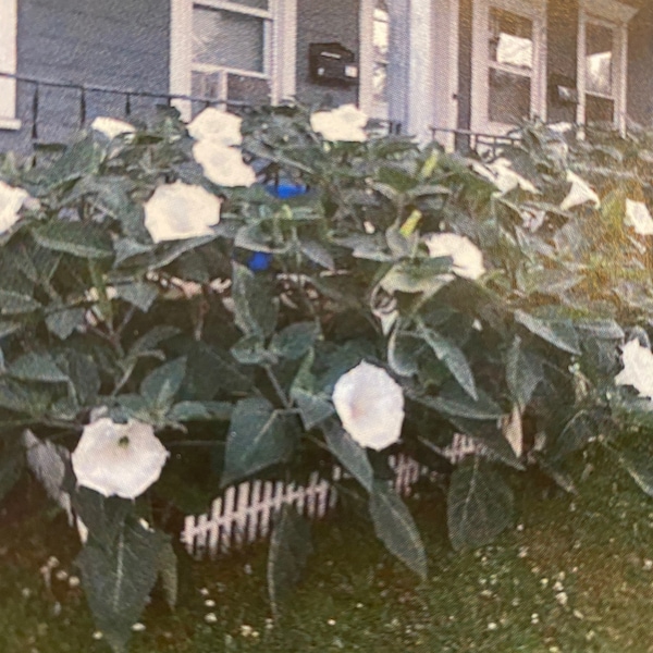 25-100 Moonflower/Datura Seeds, large white flowers, annuals, Moonflower/ Datura plant seeds