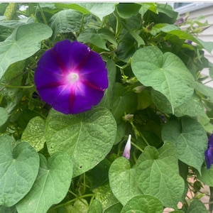 May include: A vibrant purple morning glory flower with a white center and pink veins blooms on a vine with lush green leaves.