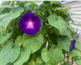 Split-Personality Morning Glory-Purple and Red Morning Glory, Morning Glory, Climbing Flower, Flower Vine, Purple Flower Vine, Annual Vine