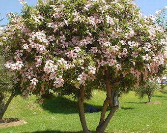 Hibiscus Seed Surprise! 12 pink, purple, or white hibiscus tree/bush seeds.