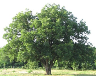 Pecan Tree Sapling, Pecan Tree, Pecan Plant, Tree Sapling, Live Plant, Pecan Tree Live Plant, Pecan Sapling, Rooted Tree