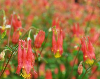 Eastern Columbine Seeds, Aquilegia Canadensis Seeds, Pollinator Seeds, Wildflower Seeds, Columbine Seeds, Flower Seeds, Gardening
