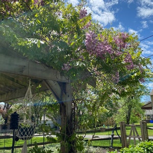 Wisteria Seeds-Purple Flowers, Trellis Climbing Flower, Pergola Flower, Hardy Perennial Vines, Spring to Summer Bloom, Pollinator Friendly