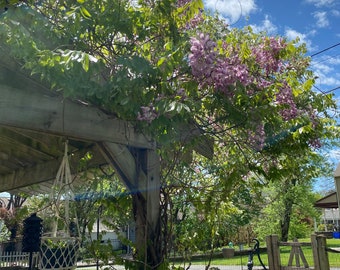 Wisteria Seeds-Purple Flowers, Trellis Climbing Flower, Pergola Flower, Hardy Perennial Vines, Spring to Summer Bloom, Pollinator Friendly