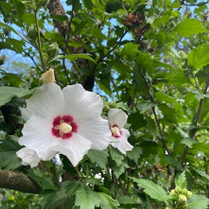 White Hibiscus tree/bush seeds-White flowers, Drought tolerant, Perennial, flowering Shrub/Tree, Pollinator Friendly, Summer Bloom