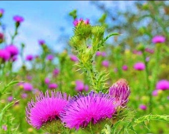 May include: A field of pink wildflowers with spiky green stems and leaves. The flowers are in bloom and have a soft, fuzzy texture.