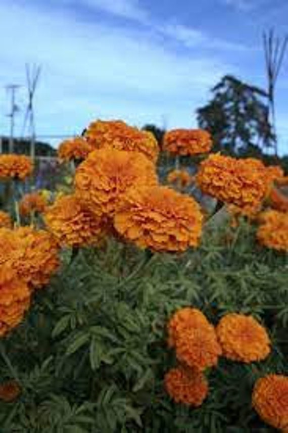 Giant Orange Marigold Seeds-Orange Flowers, Marigold Seeds, Orange  Marigolds, Annual, Pest Relent, Heat & Drought Tolerant, Non-GMO