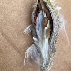Milkweed Seeds-Wildflower Garden, Perennial, Non-GMO- Nature Friendly Plants, Native Wildflower, Pink flower, Pollinator Friendly