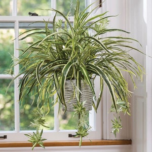 Spider Plant Baby, Live Plant with Roots