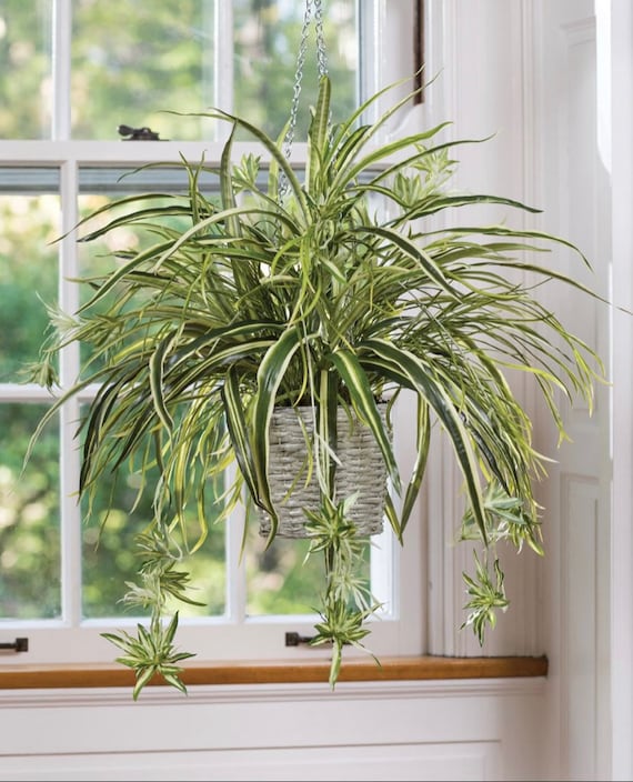 Spider Plant Baby, Live Plant With Roots - Etsy