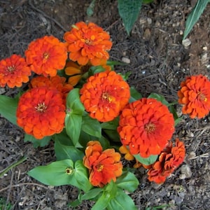 Orange Zinnia Mix- Orange Flowers, Zinnia Flower Mix, Pollinator Friendly, Drought Tolerant, Annual Flower, Wildflower Meadow, Summer Bloom