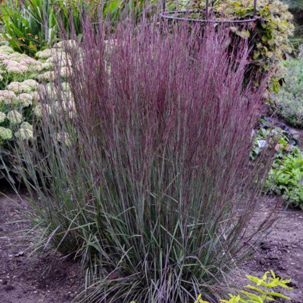 Little Blue Stem, Ornamental Grass Seeds, Grass Seeds