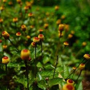 Spilanthes Seeds~ Perennial Herb Seed, Pollinator Friendly, Yellow Flower, Edible, Heirloom Herb Seeds, Culinary Herb, Flowering Herb Seeds