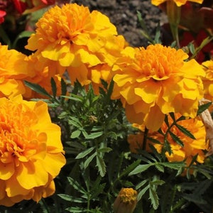 Marigold Seed Mix: Mixed Variety, Non-GMO, pest-Repellent Flowers, Orange/Red/Yellow flowers, Summer Blooms, Annual, Pollinator Friendly