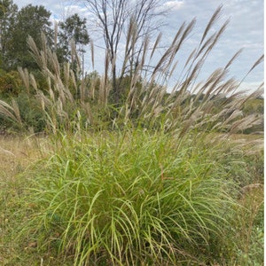Chinese Silver Grass- Fountain Grass, Ornamental Grass, Grass Seeds, Maiden Grass, Eulalia Grass, Zebra Grass, Susuki Grass, Maiden grass