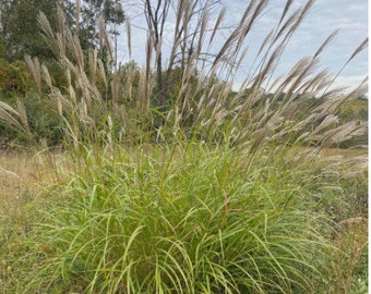 Chinese Silver Grass- Fountain Grass, Ornamental Grass, Grass Seeds, Maiden Grass, Eulalia Grass, Zebra Grass, Susuki Grass, Maiden grass