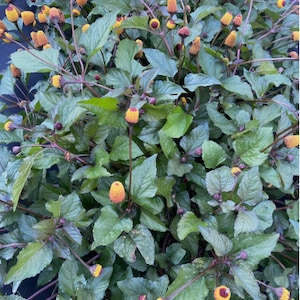 May include: A close-up of a patch of green leafy plants with small yellow and orange flowers. The plants are growing in a garden or field.
