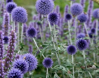 Blue Globe Thistle ~Seeds, Perennial Flowers, Drought Tolerant Flowers, Full Sun Plants, Landscaping Plants, Butterfly Garden, Summer Blooms