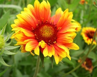 Blanket Flower (Gaillardia) Seeds- Pollinator Friendly, Drought & Heat Tolerant, Native Wildflower, Perennial, Full Sun, Summer Bloom