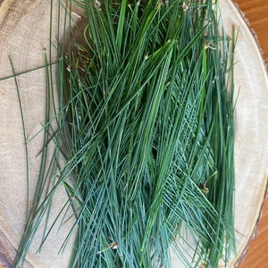 Fresh picked or dried made to order Eastern White Pine Needles for pine needle tea.