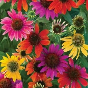 May include: A close-up of a variety of colorful coneflowers in bloom. The flowers are pink, purple, yellow, orange, and red. The flowers are in focus, while the background is blurred.