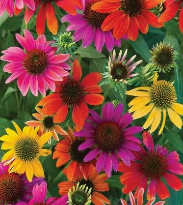 Echinacea Mix Seeds- Cone Flower Seed Mix, Mixed Color Echinacea Seeds, Echinacea Seeds, Perennial, Non-GMO, Native Plant, Wildflower Meadow