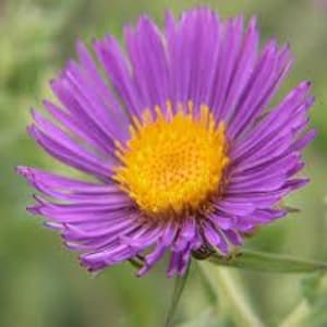 New England Aster Seeds-Purple Flowers, Perennials, Non-GMO Seeds, Wildflower Mix, Pollinator Friendly, Drought Tolerant, Fall Bloom