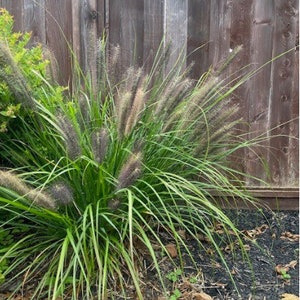 Blue Fountain Grass-Ornamental Grass, Grass Seeds, Fountain Grass, Buffelgrass, Drought Tolerant, Landscape Grass, Non-GMO, Native Grass
