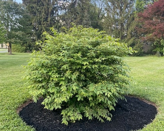 Burning Bush Clipping Unrooted - Etsy