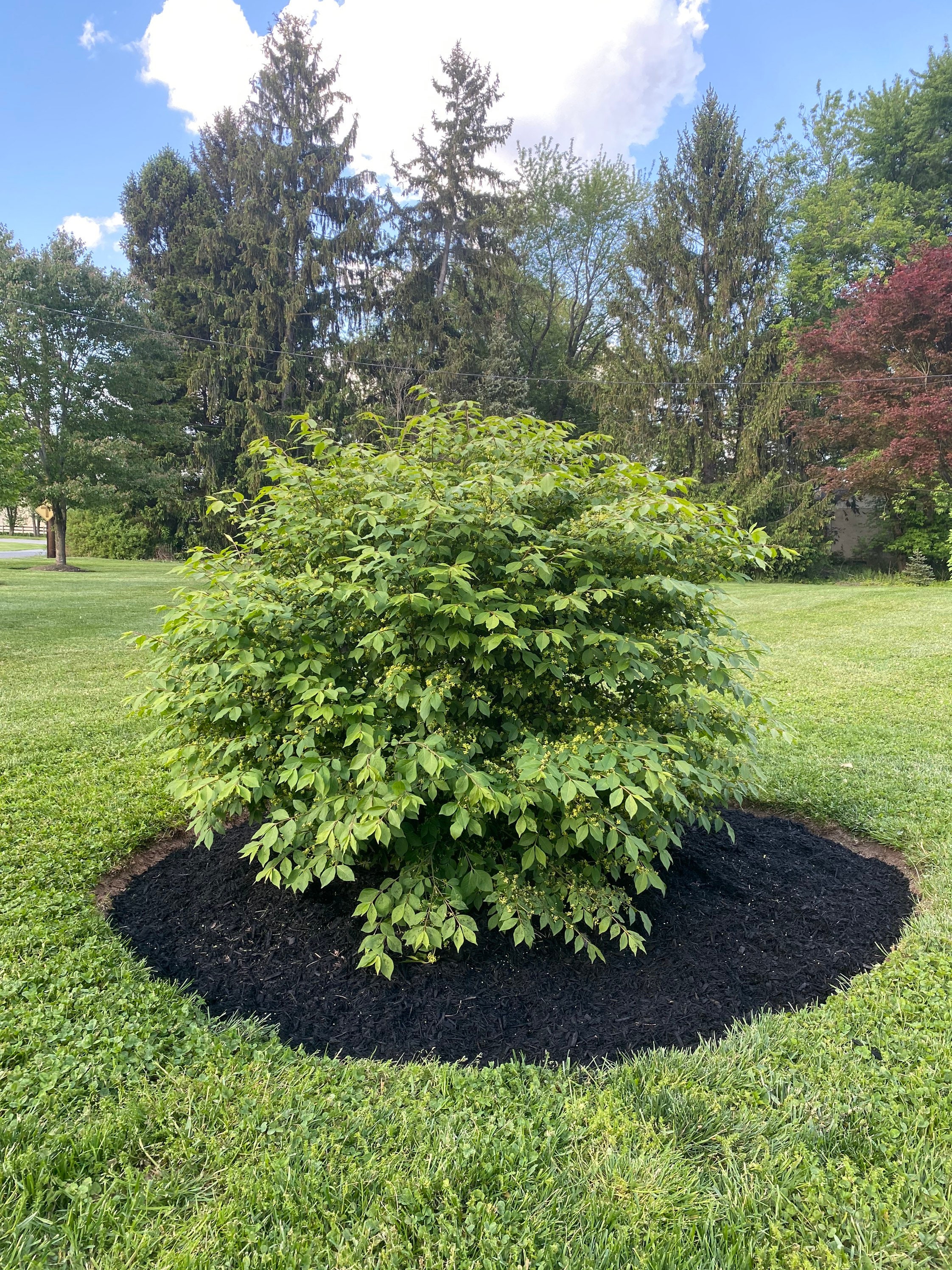 Burning Bush Clipping Unrooted - Etsy