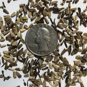 Puede incluir: Primer plano de un mont&oacute;n de semillas peque&ntilde;as, marrones y beige esparcidas sobre una superficie blanca. Una moneda de un cuarto de d&oacute;lar estadounidense de plata con el a&ntilde;o 1981 est&aacute; en el centro de la imagen para la escala.