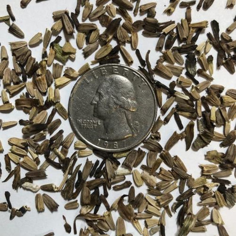 Echinacea Mix Seeds - Thumbnail 2