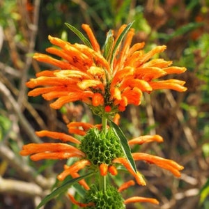 May include: Close-up of a vibrant orange flower with long, thin petals. The flower is in bloom and has a green, spiky center. The flower is surrounded by green leaves.