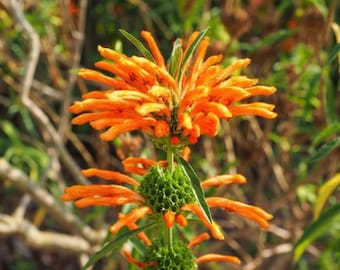 Lions Tail Seeds- Orange Flower, Summer Bloom, Drought Tolerant, Wildlife Garden, Tall Flower, Exotic Garden, Native Plant