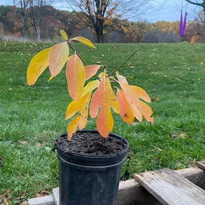May include: A small pawpaw tree with yellow and orange leaves in a black plastic pot. The tree is sitting on a wooden pallet.