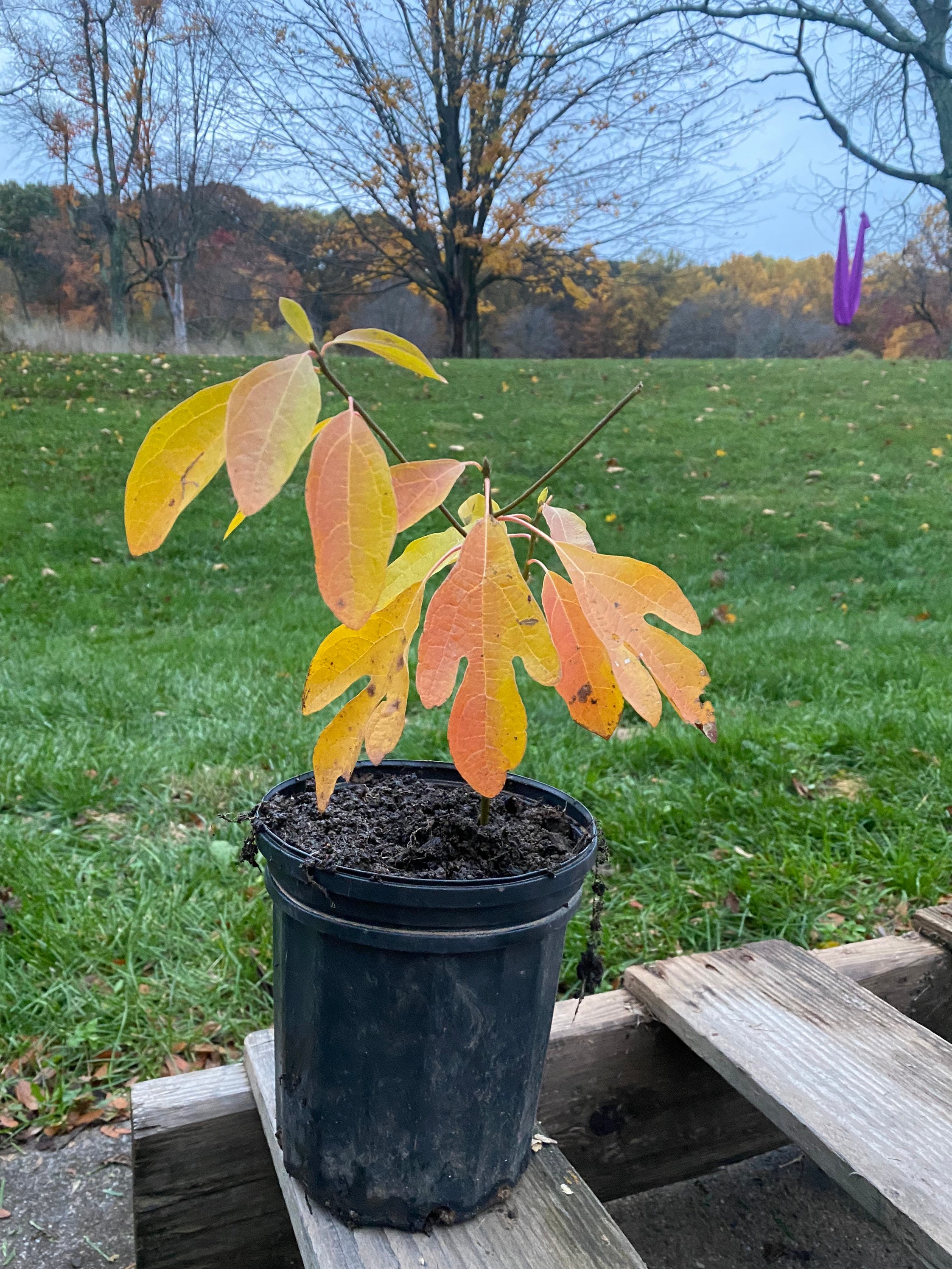 SASSAFRAS ササフラス LEAF PRUNER SHELL BUD SASSAFRAS ササフラス LEAF PRUNER SHELL BUD SASSAFRASササフラスLeaf