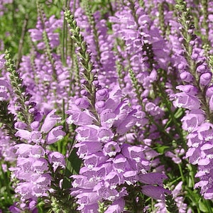 Obedient Plant Seeds- Perennial Flower, Native Garden, Pink Flower, White Flower, Summer Flowering, Drought Tolerant, Tall Flowers, Non-GMO