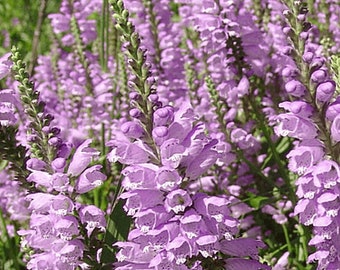 Semillas de plantas obedientes: flor perenne, nativa de jardín, flor rosa, flor blanca, floración estival, tolerante a la sequía, flores altas, sin OMG