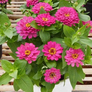 Pink Zinnia Mix-Pink Flowers, Pollinator Friendly, Drought Tolerant, Non-GMO, Summer Bloom, Annual Flowers, Wildflower Meadow Seeds