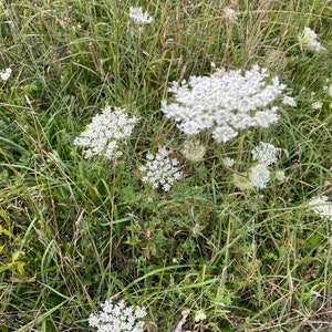 Queen Anne’s Lace Seeds-Wildflower Seeds, Pollinator Friendly, Drought Tolerant, White Lace Flowering, Native Plant, Unique Wildflower