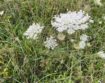 Queen Anne’s Lace Seeds-Wildflower Seeds, Pollinator Friendly, Drought Tolerant, White Lace Flowering, Native Plant, Unique Wildflower