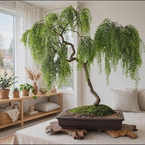 May include: A weeping bonsai tree with vibrant green, cascading foliage and a curved, textured trunk. The tree is planted in a rectangular, dark brown ceramic pot filled with soil and moss, resting on a natural, irregular wooden slab base.