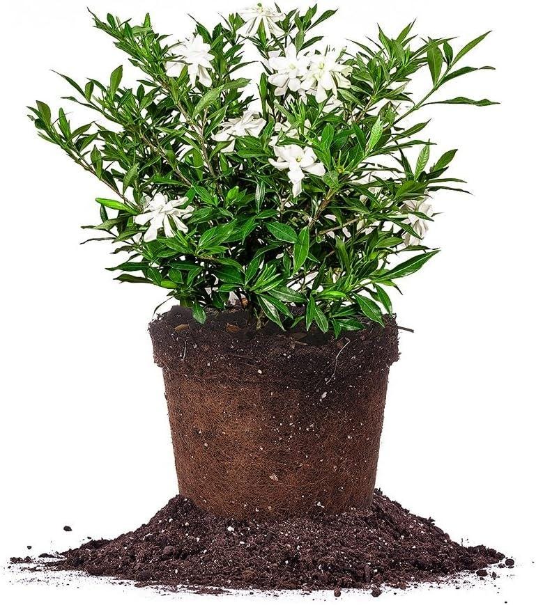 Frostproof Gardenia Live Plant Fragrant White Blooms Evergreen Shrub Zones 7-10